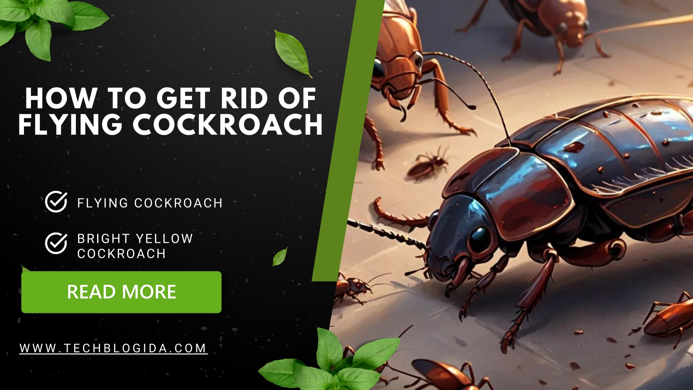 how to get rid of flying cockroach