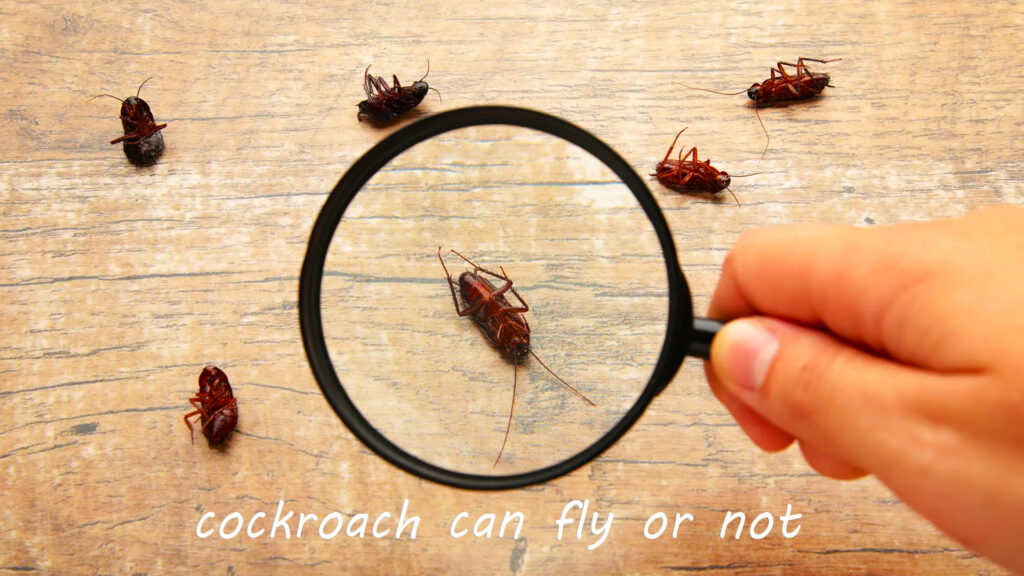 how to get rid of flying cockroach